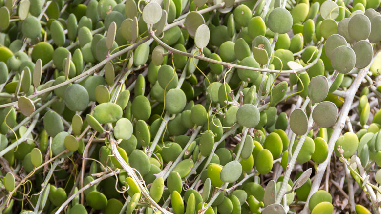 Close-up of the cascading curtain of leaves from a string of nickel succulent
