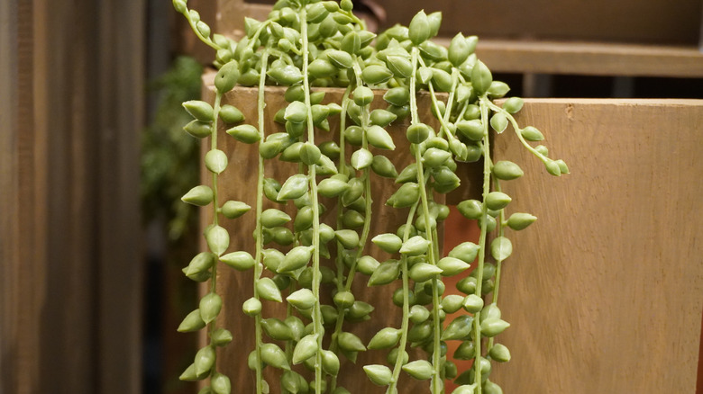 Pearl-like succulent leaves "strung" on long, cascading vines