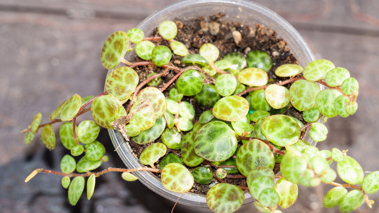 Top-down view of the turtle-shaped leaves that give the string of turtles succulent its name
