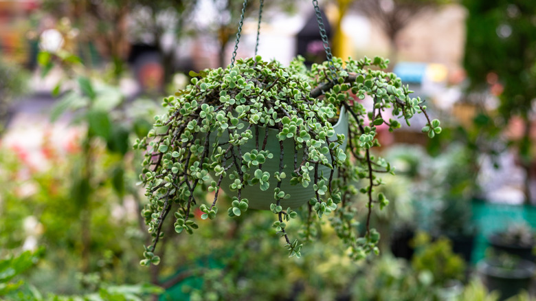 A variegated elephant bush in a hanging basket