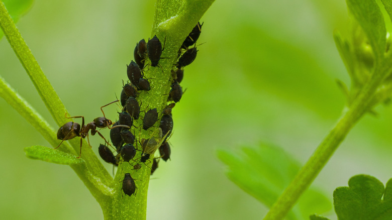 Ants tending to a colony of aphids