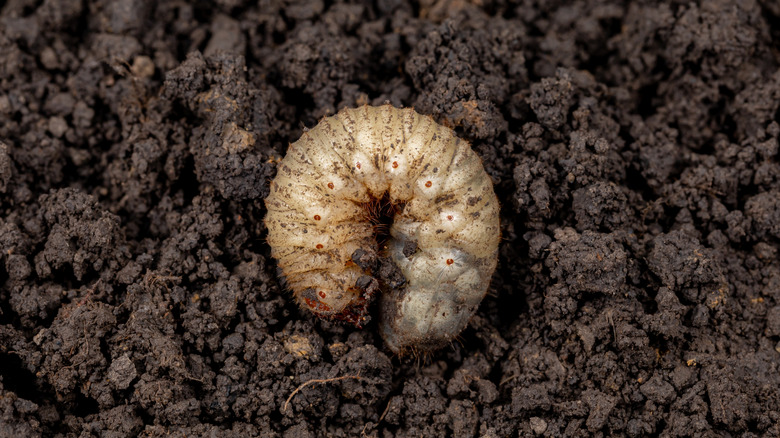 A white grub in garden soil