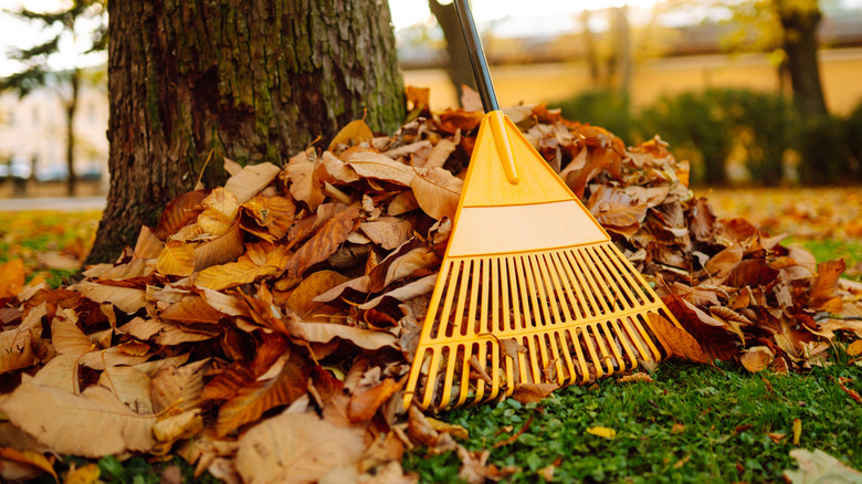 A rake next to a pile of fallen leaves