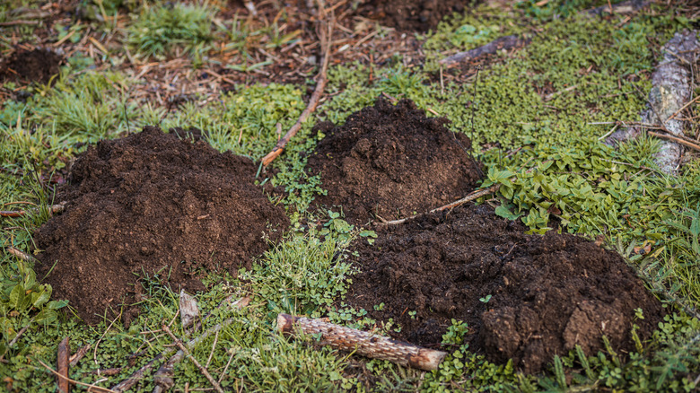 Fresh mole hills on a lawn