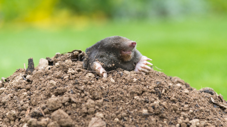 A mole perched on top of a molehill
