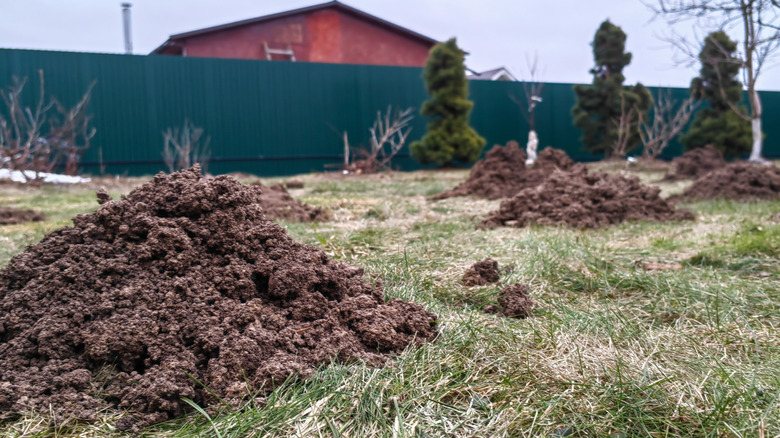 Mole damage in a lawn with a green fence in the background