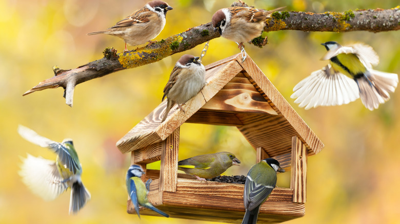 Birds flying around and feeding from a bird feeder