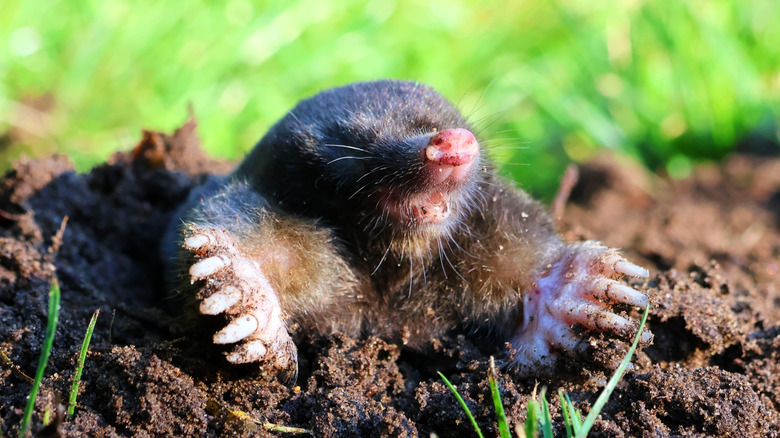 A mole in a molehill in a garden