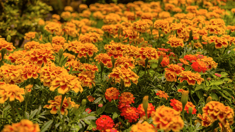 A dense bed of orange and yellow marigolds