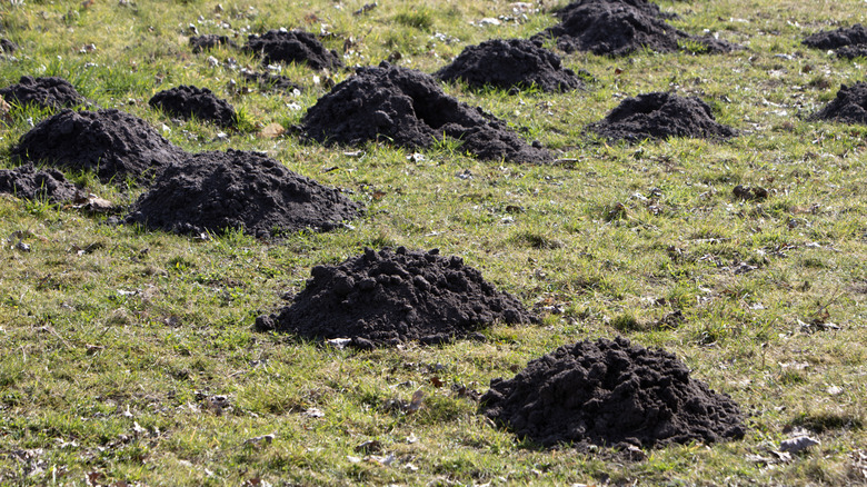 Extensive mole damage in an area of grass