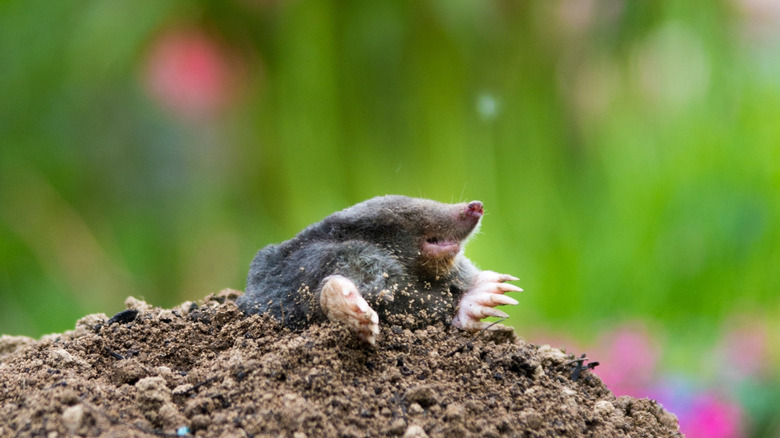 A mole peering out of a molehill