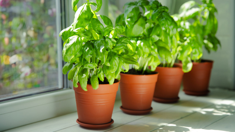 Four potted basil plants on a window sill