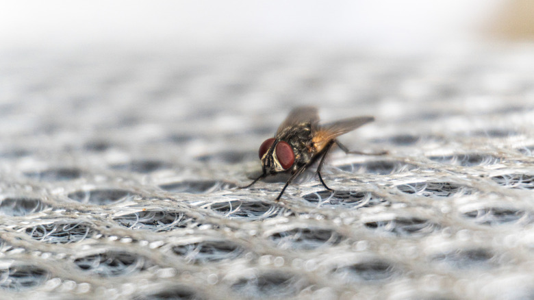 A housefly on a knit materia