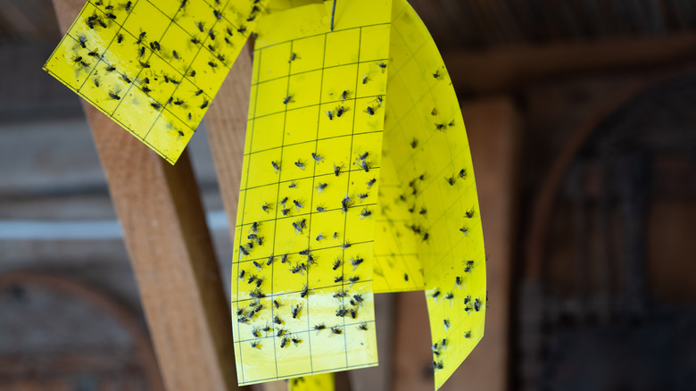 Flies stuck on sticky flypaper