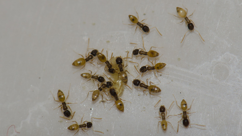 A group of ghost ants on a white surface