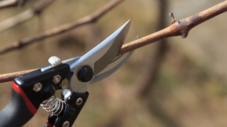 A close-up of shears pruning a branch