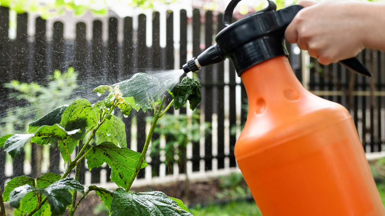 Close-up of a gardener spraying plants