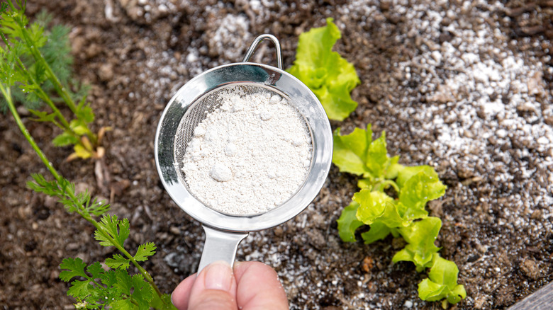 Close-up of a gardener applying diatomaceous earth to a garden patch