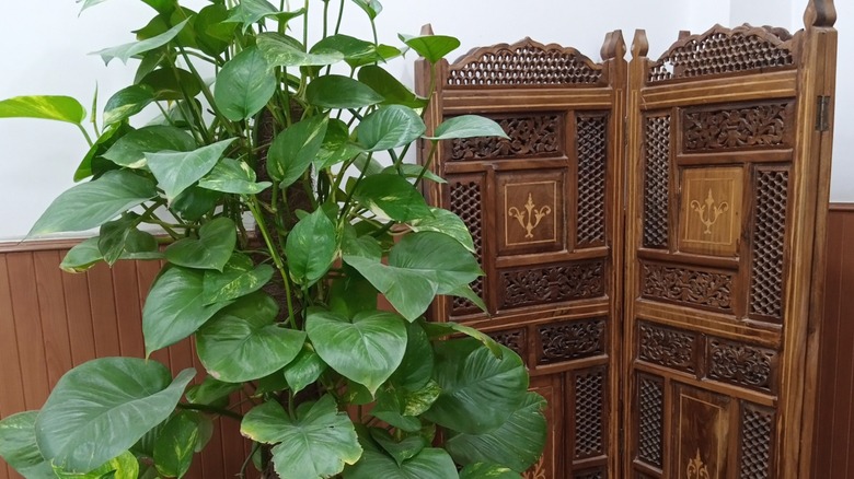 Balinese screen in corner next to plant