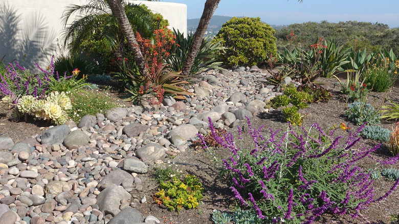 A manmade dry rock stream bed in a desert garden.