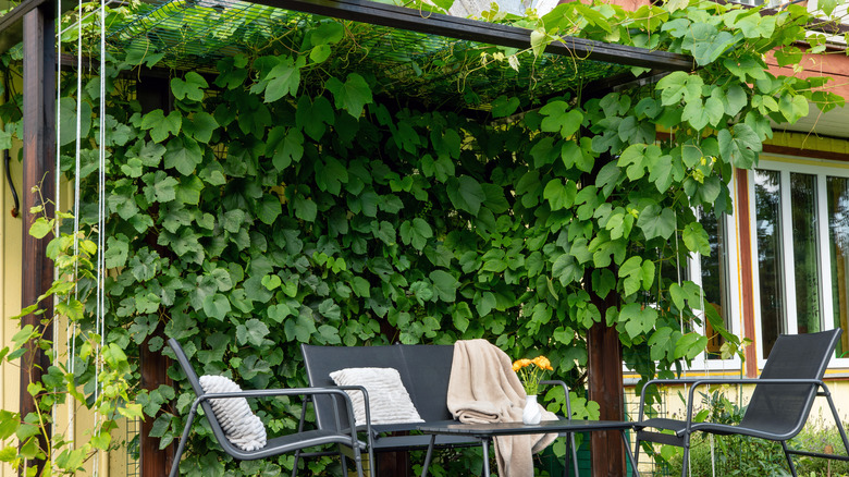 A wooden pergola with dense climbing plants.