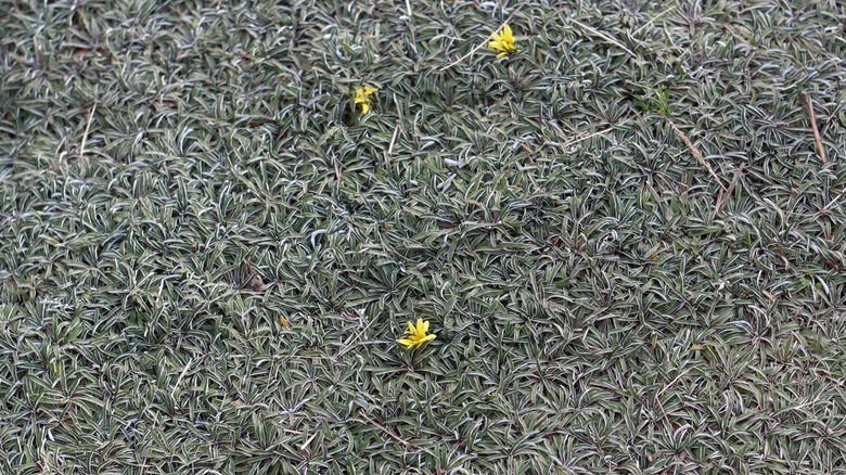 Silver carpet ground cover with tiny yellow flowers.