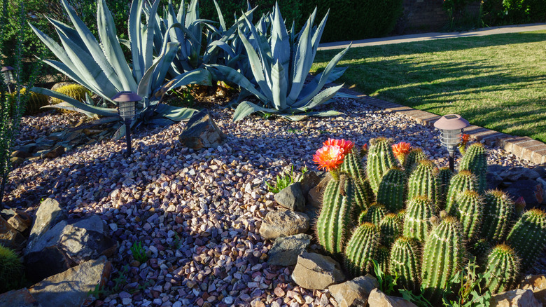 A desert garden with groups of different cactus and succulents.