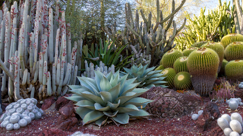 A beautiful desert cactus and scucculent garden.