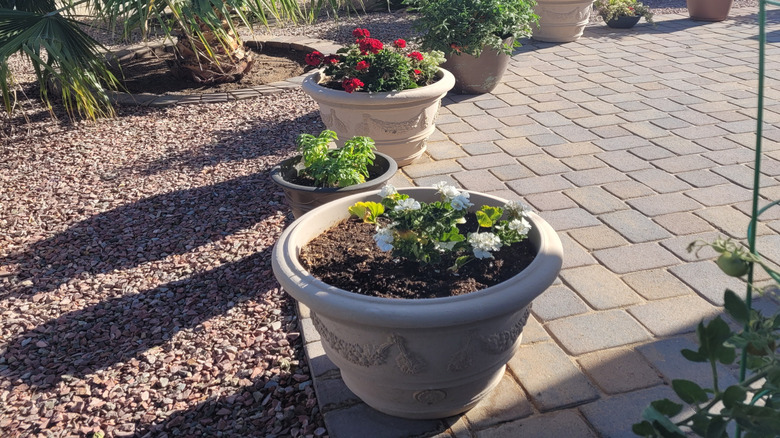 A desert garden courtyard with different styles of planters.