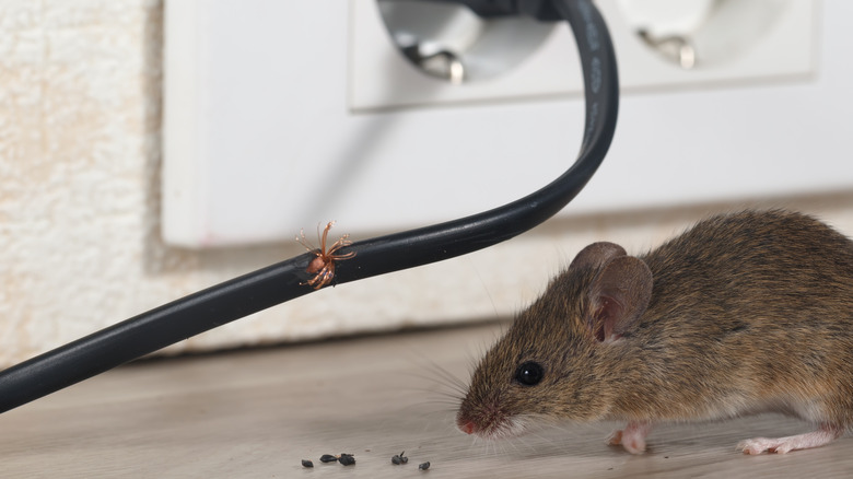 Close-up of a mouse near a chewed wire