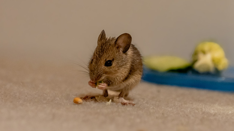 Close-up of a mouse eating while standing on carpet