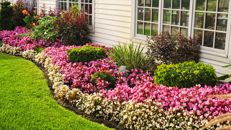 A colorful flowerbed immediately adjacent to a house