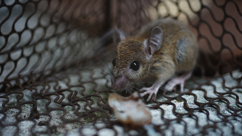 A mouse caught in a humane cage trap