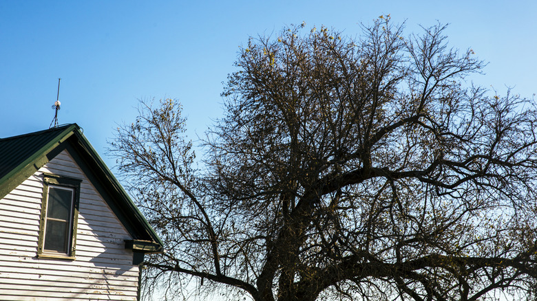 A tree with branches extending towards a house