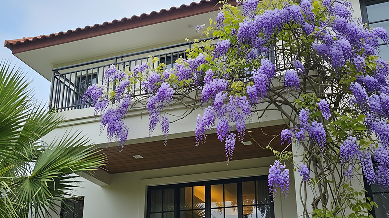 A house with wisteria plants climbing the walls