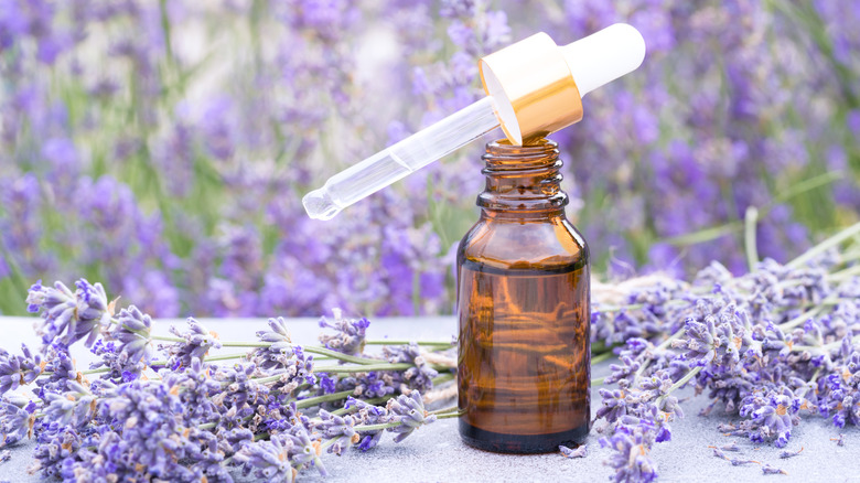A bottle of lavender oil with a pipette resting on top