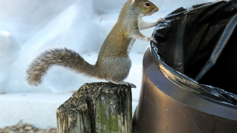 Gray squirrel holding onto the side of a trash can