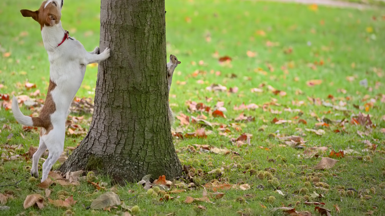Dog chasing squirrel up tree