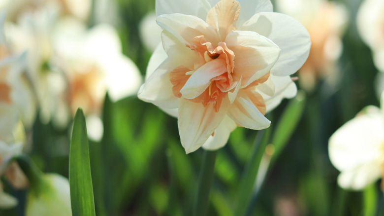 Close-up of daffodil flower