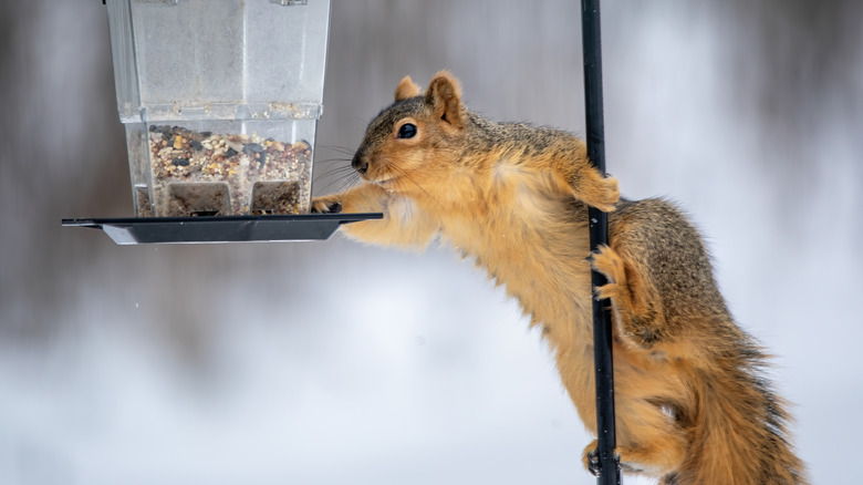 Squirrel reaching for bird feeder