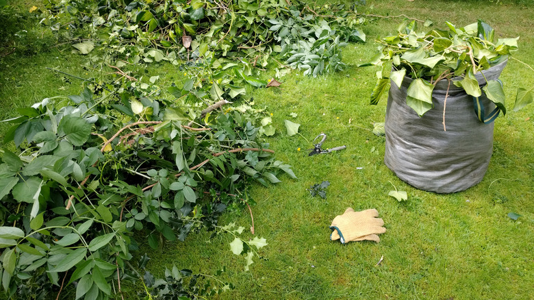 Trimmings from trees and shrubs on a grassy lawn area and in waste bag