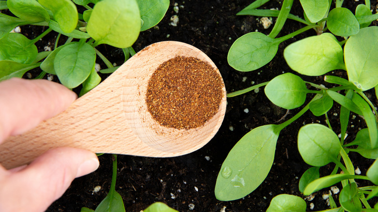 Person sprinkling cayenne pepper around young seedlings
