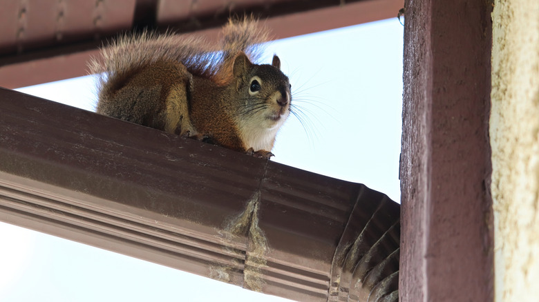 Squirrel on gutter