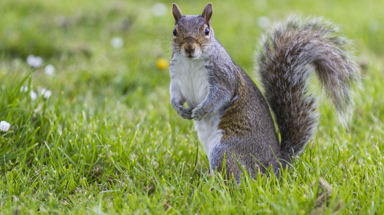 Gray squirrel on the lookout for food