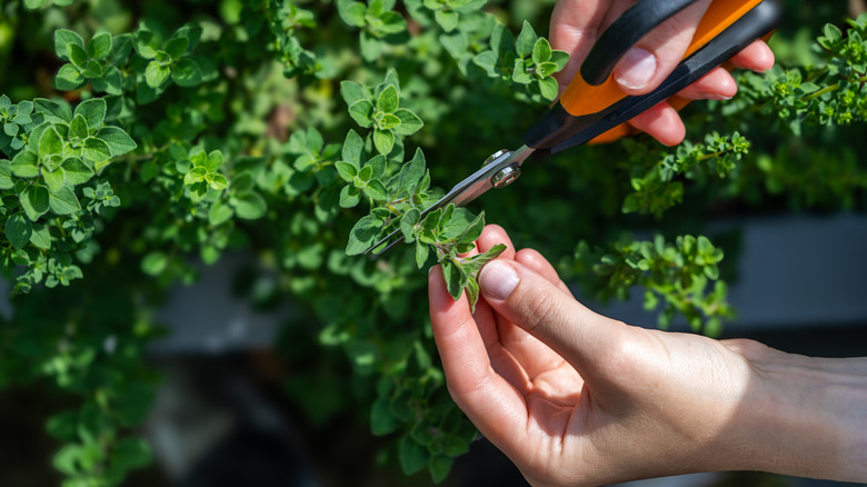 hands pruning oregano