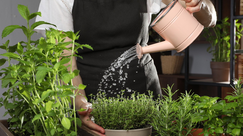 person watering herbs