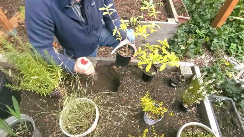 person burying potted plant