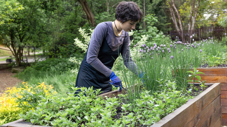 person tending herb garden