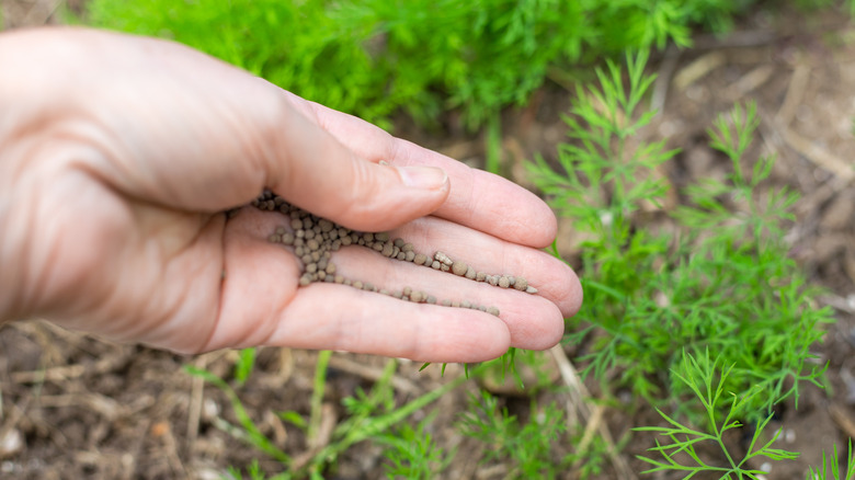 hand dropping fertilizer on dill plant