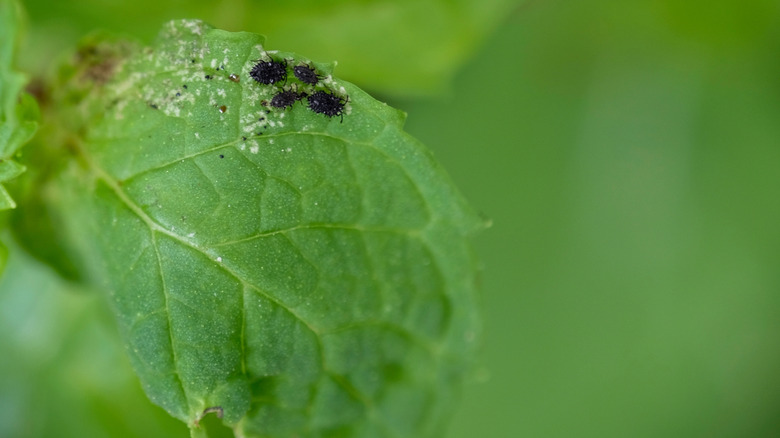 aphids on mint leaves